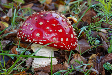 Vernetzt: Pilz / Fliegenpilz mit roter glatter Kappe