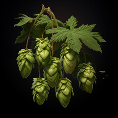 Fresh Hop twig isolated on black background, 3D