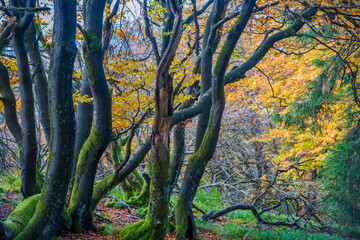 autumn in the park