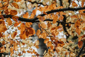 autumn leaves on the tree