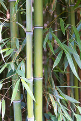 Obraz premium bamboo stalks. Green bamboo plants close-up