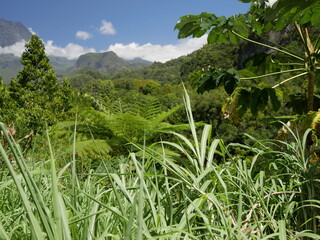 The lush vegetation and amazing landscape in Salazie circus, Reunion island