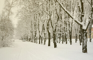 Winter landscape in a snow-covered park after a heavy wet snowfall. A thick layer of snow lies on the branches of trees