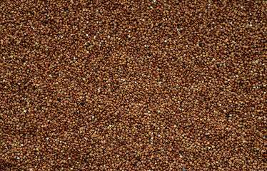 Background texture of a large pile of buckwheat. Many buckwheat grains close-up in daylight