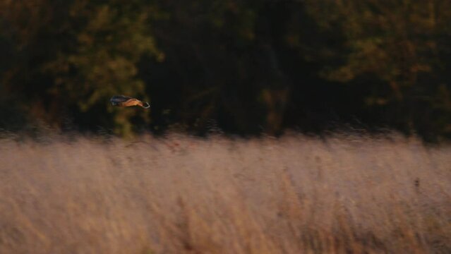 A short eared owl flying and hunting in beautiful evening light in a field in the UK