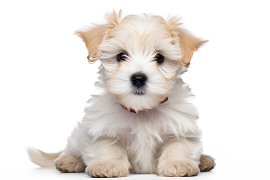 maltipoo maltese poodle puppy little dog pet teddy isolated on transparent background, png file