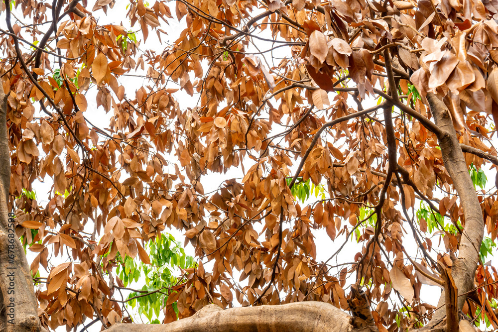 Poster Tree branches and dry leaves