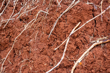 Closeup view of dry cracked soil