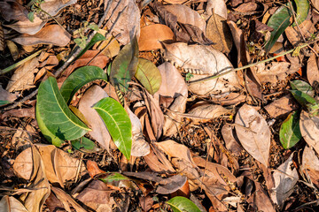 Fallen leaves on the ground