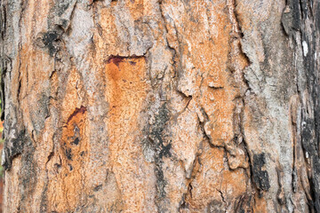 Closeup view of a wooden tree trunk