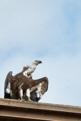 Big brown vulture on a wooden roof