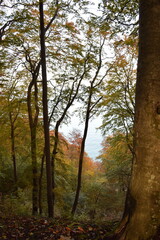 Obraz premium Wanderung im Jasmund Nationalpark auf Rügen