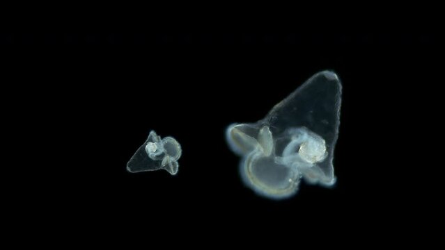 Pilidium larva of worm Heteronemertea under microscope, genus Cerebratulus ssp. With help of cilia, it floats in the water column. White sea