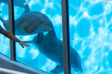 Through the Glass: A Man's Fascination with a Playful Dolphin