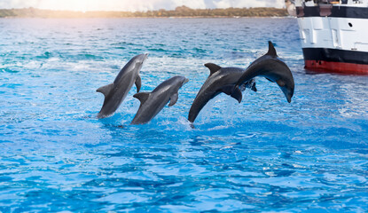 Three Playful Dolphins Leaping in Front of a Boat