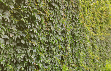 The texture of a lot of flowering green vines from wild ivy that cover a concrete wall