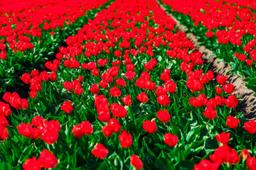 Vast and vibrant red tulip fields in the Netherlands showcasing a captivating display of nature's beauty during springtime, creating a mesmerizing and breathtaking view.