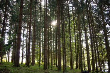 Wald und Sonne