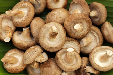 Fresh shiitake mushrooms on banana leaf