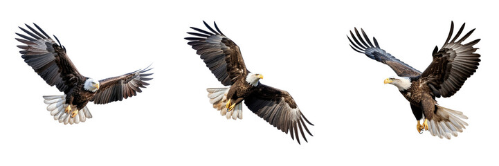 Bald Eagle Flying Isolated on a transparent background