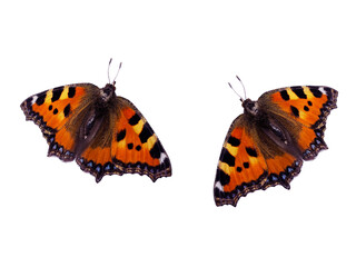  bright butterfly isolated on white background