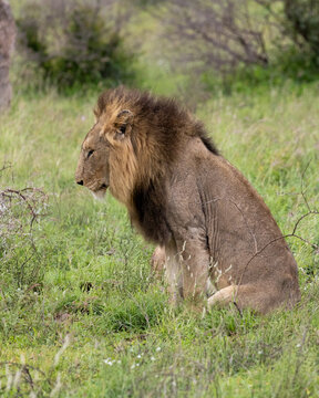 a mature male lion in the wild