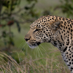 a portrait of a young male leopard
