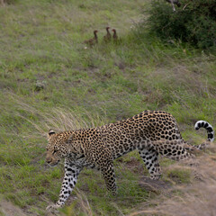 a young male leopard in the wild