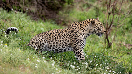 a young male leopard in the wild