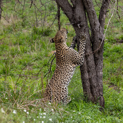 a leopard sharpening his claws against a tree