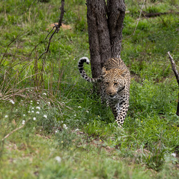 a young male leopard in the wild