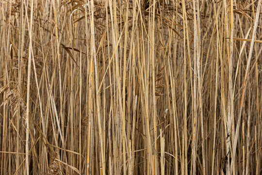 Thicket of dry rushes. Naturalistic background of dry reeds. Picture taken in a marshy area in northern Italy.
