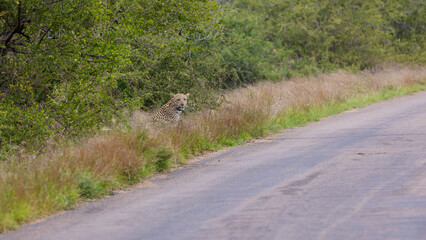 a leopard on the tar road