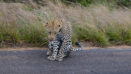 a male leopard sitting on the road