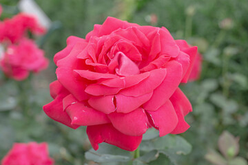 Rose flower. Single beautiful fuchsia flower in a garden.