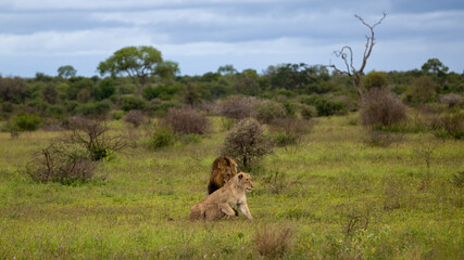a mating pair of lions in the wild
