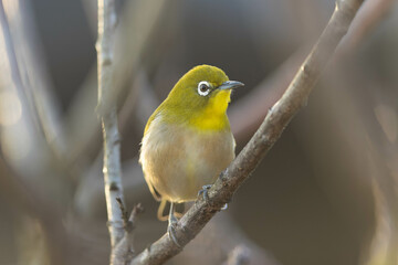 Fototapeta premium 朝日を背に浴びるメジロ