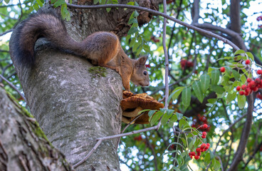 A squirrel sits on a tree trunk on a summer day.