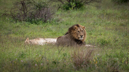 a mating pair of lions in the wild
