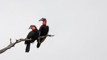 southern ground hornbill pair perched on a dead tree