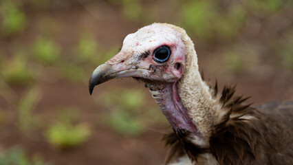 close-up of a hooded vulture