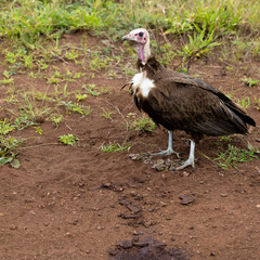 close-up of a hooded vulture