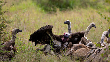 lappet faced  and white backed vultures feeding
