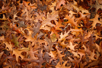 Chão cheio de folhas caídas do outono