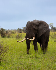 a big bull African elephant grazing on green grass
