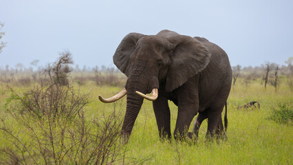 Obraz premium a big bull African elephant grazing on green grass