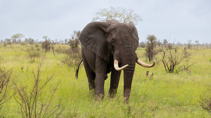 a big bull African elephant grazing on green grass