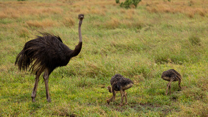 a female ostrich and her chicks