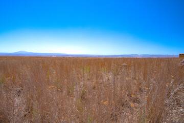 Lagoa no deserto do Atacama com céu azul e muita vegetação ao redor. Lagoa Cejar na primavera de...