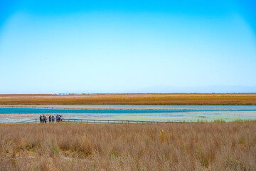 Lagoa no deserto do Atacama com céu azul e muita vegetação ao redor. Lagoa Cejar na primavera de...